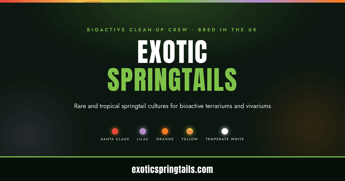 Exotic Springtails, rare and tropical springtail cultures for bioactive terrariums and vivariums, bred in the UK