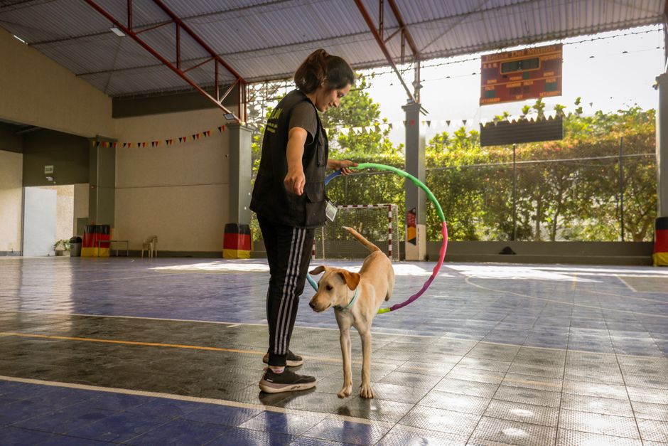 Hunter's Canine Academy dog training Wix SEO case study showing optimised website